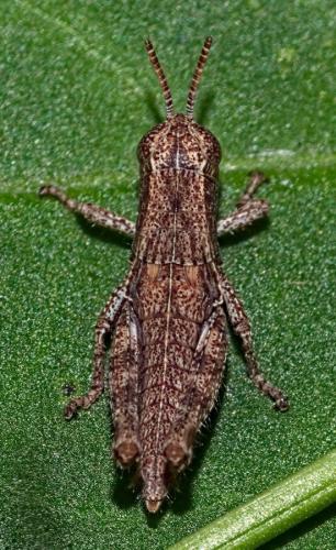 Pezotettix giornae